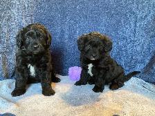 Borderdoodle Puppies - Genetic Testing and Health Guarantee - Photo 2