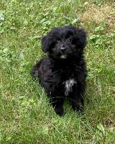 Borderdoodle Puppies - Genetic Testing and Health Guarantee - Photo 3