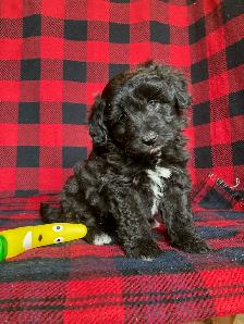 Borderdoodle Puppies - Genetic Testing and Health Guarantee - Photo 4