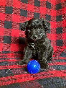 Borderdoodle Puppies - Genetic Testing and Health Guarantee - Photo 5