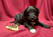 Borderdoodle Puppies - Genetic Testing and Health Guarantee - Photo 6