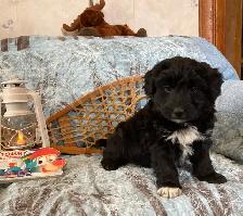 Borderdoodle Puppies - Genetic Testing and Health Guarantee - Photo 7