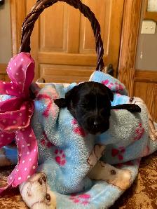 Borderdoodle Puppies - Genetic Testing and Health Guarantee - Photo 8