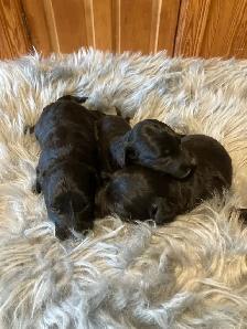 Borderdoodle Puppies - Genetic Testing and Health Guarantee - Photo 9