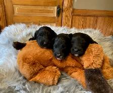 Borderdoodle Puppies - Genetic Testing and Health Guarantee - Photo 10