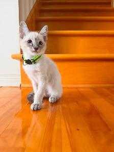 Magnifique femelles lynx point hypoallergenique-siamese kitten - Photo 2