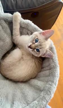 Magnifique femelles lynx point hypoallergenique-siamese kitten - Photo 3