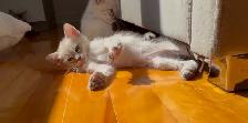 Magnifique femelles lynx point hypoallergenique-siamese kitten - Photo 4
