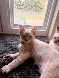 Magnifique femelles lynx point hypoallergenique-siamese kitten - Photo 5