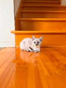 Magnifique femelles lynx point hypoallergenique-siamese kitten - Photo 6