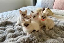 Magnifique femelles lynx point hypoallergenique-siamese kitten - Photo 7
