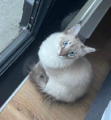 Magnifique femelles lynx point hypoallergenique-siamese kitten - Photo 10