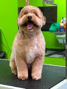 Dog and Cat Grooming! Weekend APPTS - Photo 3