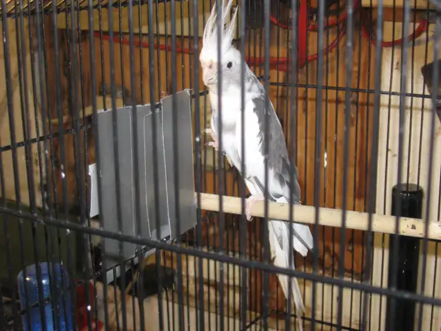 Cockatiel femelle .