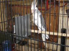 Cockatiel femelle .