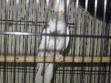Cockatiel femelle . - Photo 2