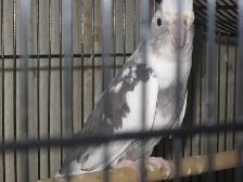 Cockatiel femelle . - Photo 3