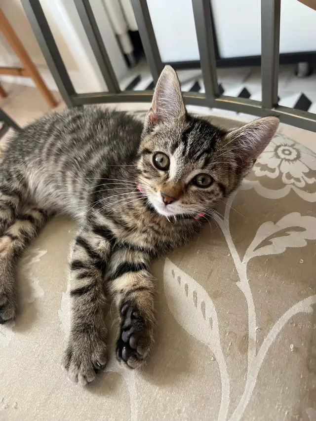Back to School - get a kitten for your kid !