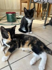 Back to School - get a kitten for your kid ! - Photo 4