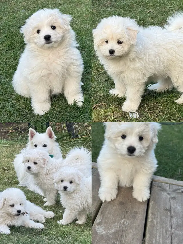Bichon Frise X Puppy