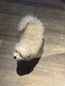 Bichon Frise X Puppy - Photo 2