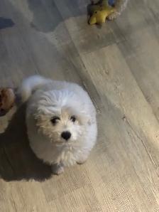 Bichon Frise X Puppy - Photo 3