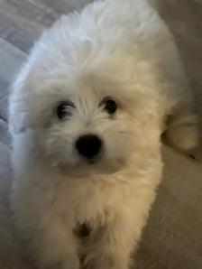 Bichon Frise X Puppy - Photo 4