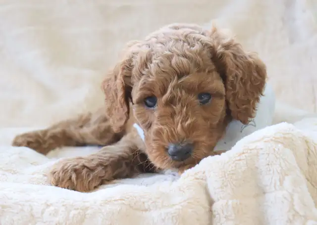 Australian Labradoodle Male Puppy Parents DNA/PennHip Tested