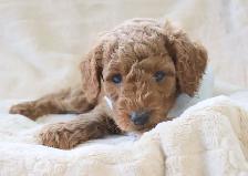 Australian Labradoodle Male Puppy Parents DNA/PennHip Tested