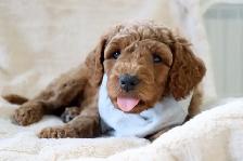 Australian Labradoodle Male Puppy Parents DNA/PennHip Tested - Photo 2