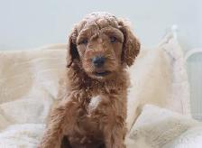 Australian Labradoodle Male Puppy Parents DNA/PennHip Tested - Photo 3