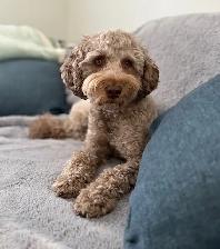 Australian Labradoodle Male Puppy Parents DNA/PennHip Tested - Photo 4