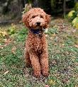 Australian Labradoodle Male Puppy Parents DNA/PennHip Tested - Photo 5