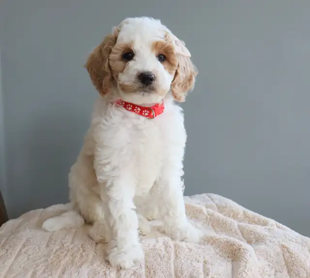 Looking for a Guardian Family for Mini Australian Labradoodle