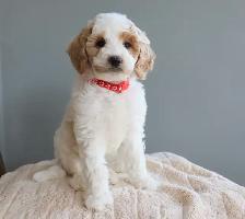 Looking for a Guardian Family for Mini Australian Labradoodle