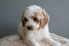 Looking for a Guardian Family for Mini Australian Labradoodle - Photo 2