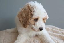 Looking for a Guardian Family for Mini Australian Labradoodle - Photo 3