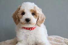 Looking for a Guardian Family for Mini Australian Labradoodle - Photo 4