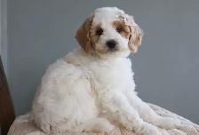 Looking for a Guardian Family for Mini Australian Labradoodle - Photo 5