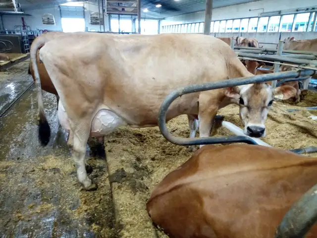 Milking Jersey cows for sale
