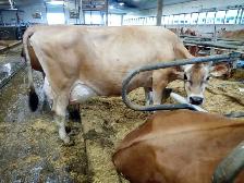 Milking Jersey cows for sale