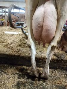 Milking Jersey cows for sale - Photo 2