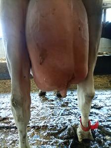 Milking Jersey cows for sale - Photo 3