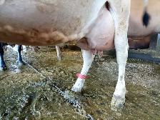 Milking Jersey cows for sale - Photo 4