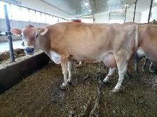 Milking Jersey cows for sale - Photo 5