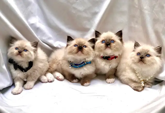 Beautiful purebred Ragdoll kittens looking for homes