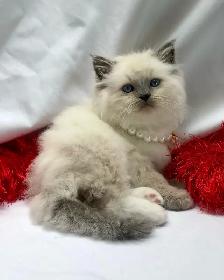Beautiful purebred Ragdoll kittens looking for homes - Photo 2