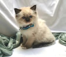 Beautiful purebred Ragdoll kittens looking for homes - Photo 3