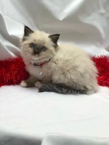 Beautiful purebred Ragdoll kittens looking for homes - Photo 4