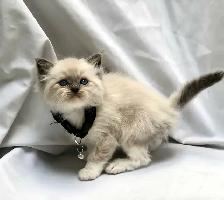 Beautiful purebred Ragdoll kittens looking for homes - Photo 5